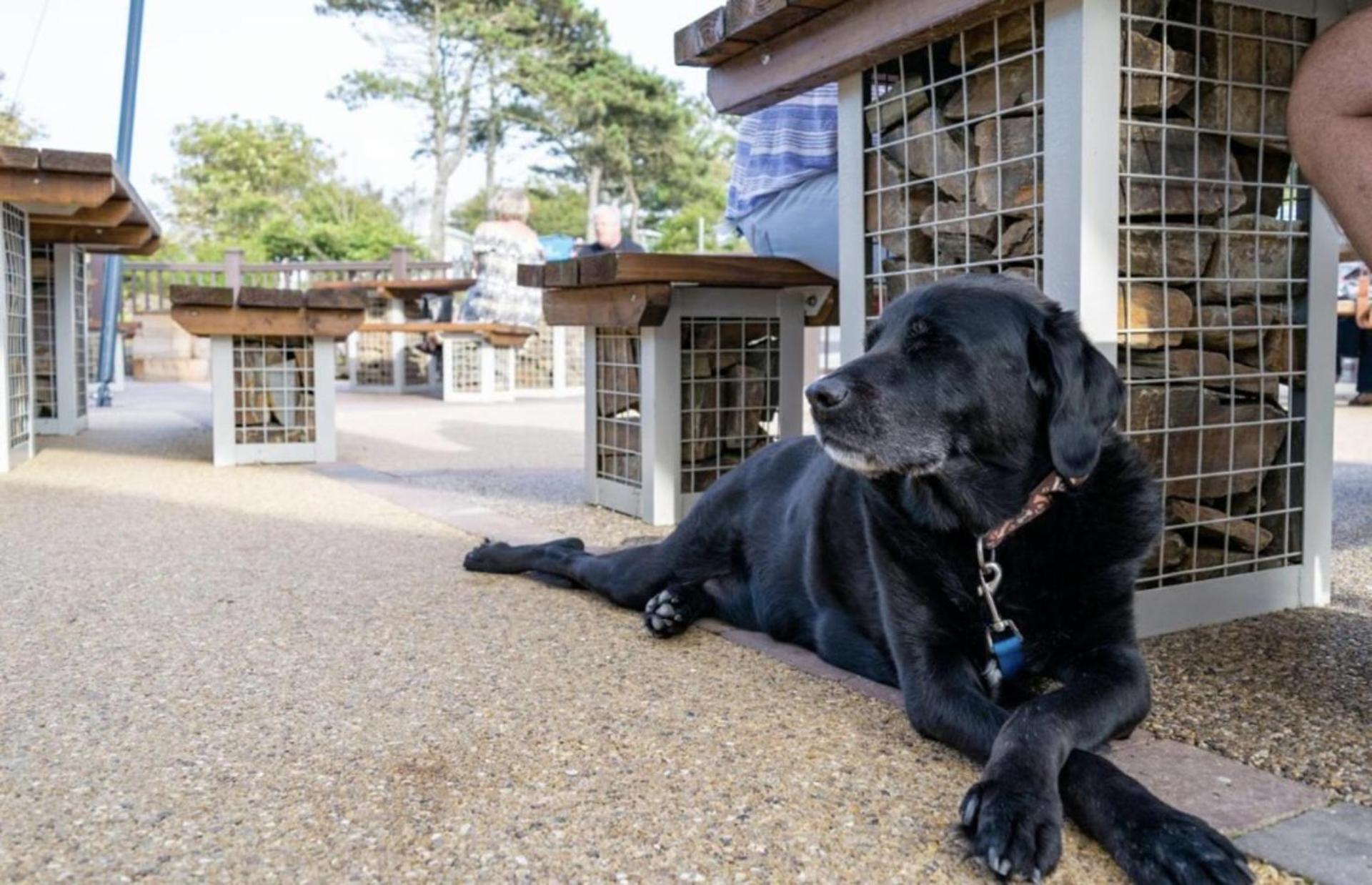 Newquay Bay Sandy Toes - Pet Friendly *